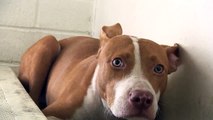 Terrified Puppy Trembles At Shelter Hoping Someone Will Save Him Before It’s Too Late