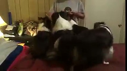 Kurnaz köpek