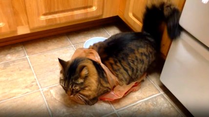 Torbanın İçinde Sıkışan Kedi Ortalığı Yıktı