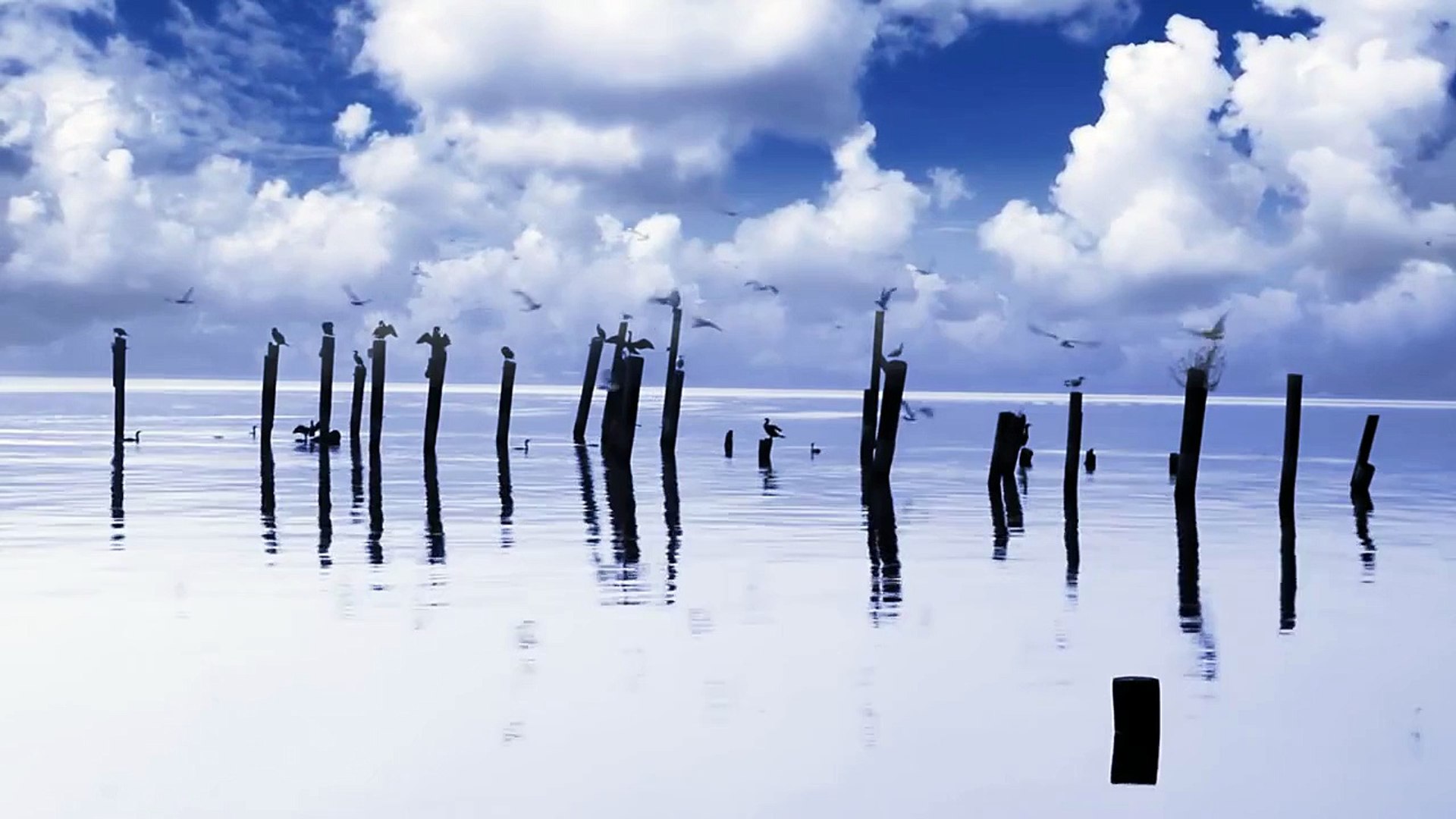 Water birds on river bank Video Background HD 1080p