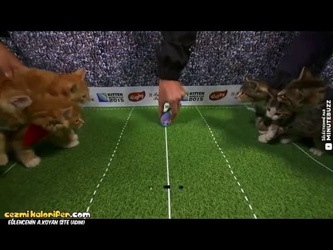 Yavru Kediler Arası Ragbi Müsabakası