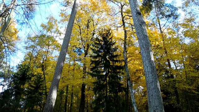 Золотая осень, Паланга, парк. (часть3)