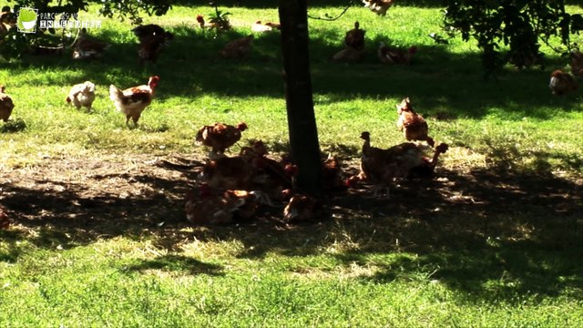 Parcours volailles - l'intérêt des arbres ?