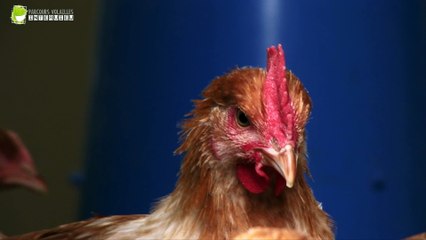 Parcours volailles - le projet ITW P.Guillet - coordinateur