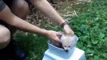 Best of Comedy - Super Funny Tiny Red Panda Baby Fail Animal Videos Laugh your heart