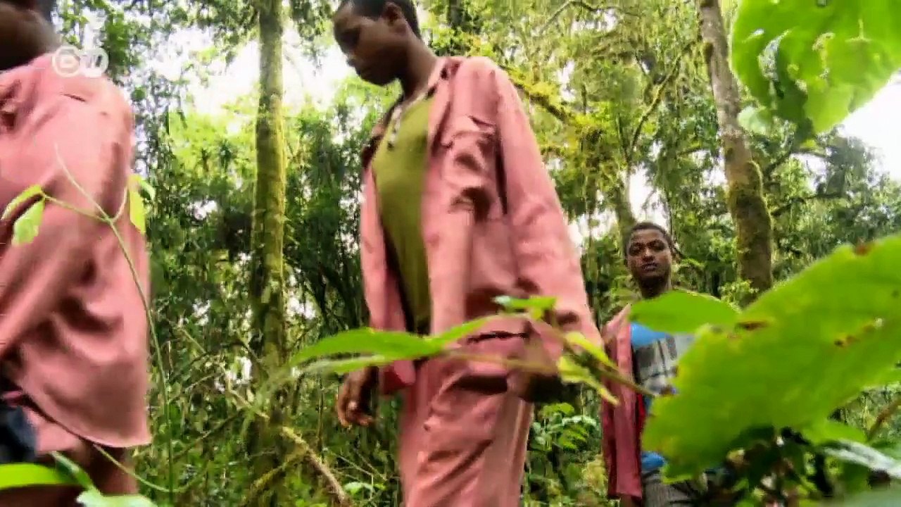 Leben, Seele, Lunge:  Äthiopiens Sheka-Wald | Global 3000