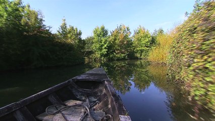 L'escute ou le bacôve, la star du marais audomarois