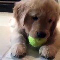 cute dog has ball stuck to his teeth