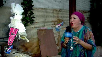 Kocak, Mpok Atiek Dibentak Burung Kakak Tua - Cumicam 03 November 2015