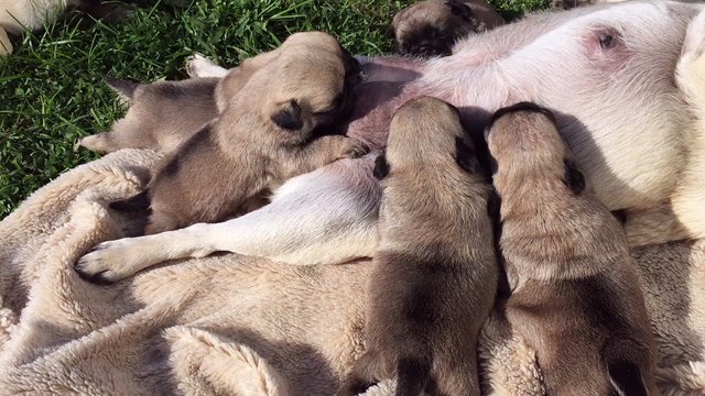 chiots carlins au bar
