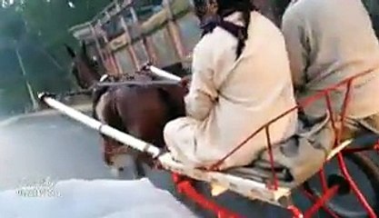 the queen of pakistan...naseeban wali ghori from lahore.... talla ustad is riding..