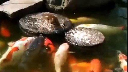 Animal's love for each other!! great video