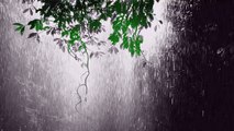 Nature Sounds: Rainforest Sounds with Distant Thunder