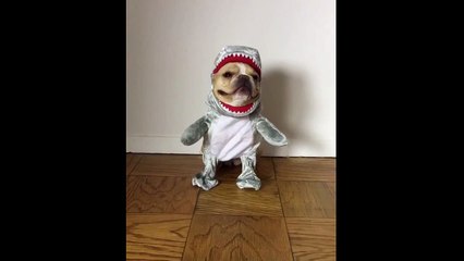 Mini French Bulldog dresses up as Jaws!