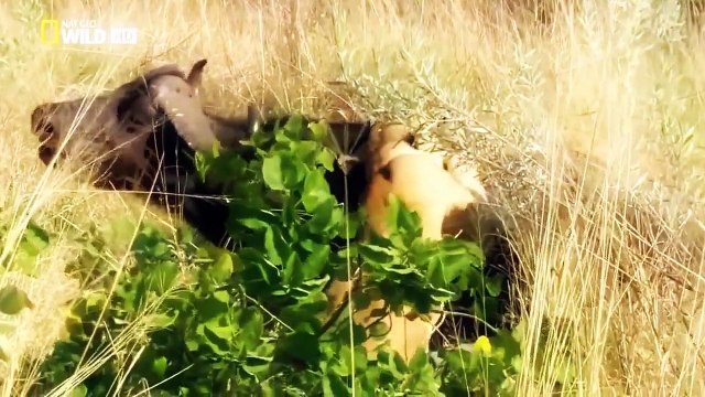 Lions Documentary King of Beasts Deepest Secrets - Best National Geographic Documentary