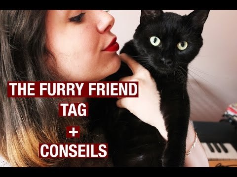 TAG : THE FURRY FRIEND TAG | Because Cats