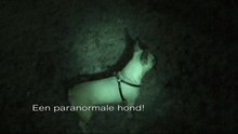 Paranormaal Hondje ziet en reageert op entiteit!