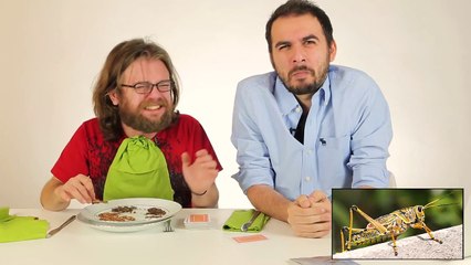 Mediakraft Ekibi Bu Böcekleri Yedi