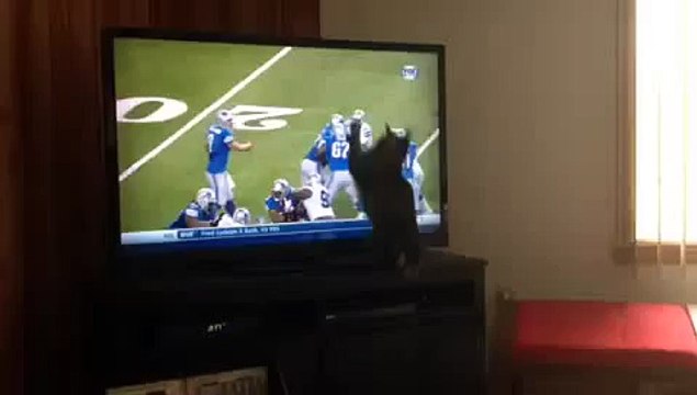 Bridget the cat intercepts Matthew Stafford passes Laugh your heart