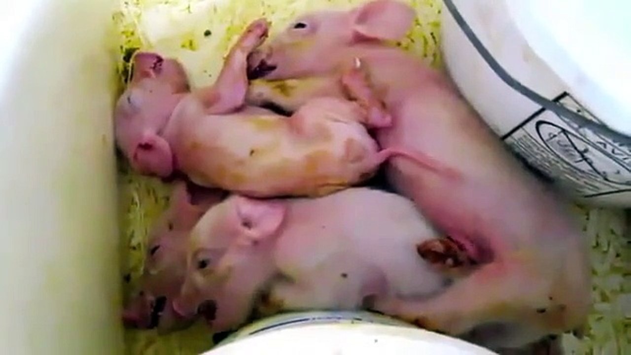Trailer: Farm to Fridge (2011)