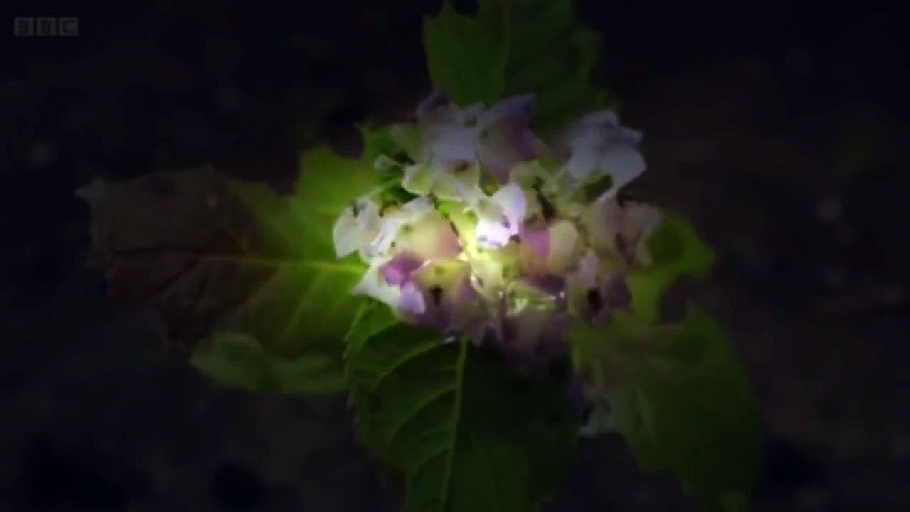 BBC Documentary - Planet Ant - Life Inside The Colony