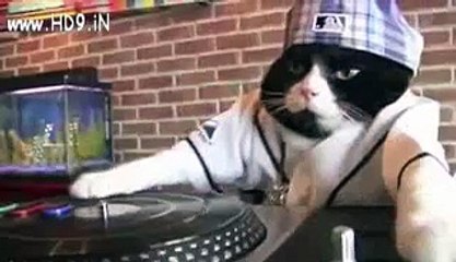 DJ Cat Funny Video