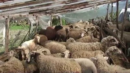 Report TV - Cërrik, tre barinjë dhe 30 bagëti preken nga bruceloza