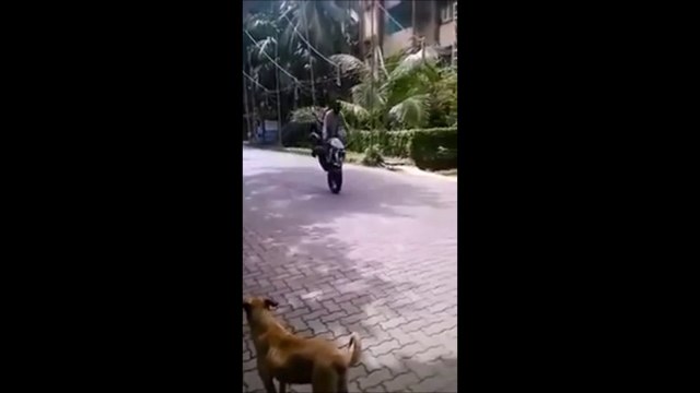 Il fait une roue avec sa copine à l'arrière : énorme chute en moto, tête la première