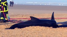 Ten pilot whales found beached in Calais