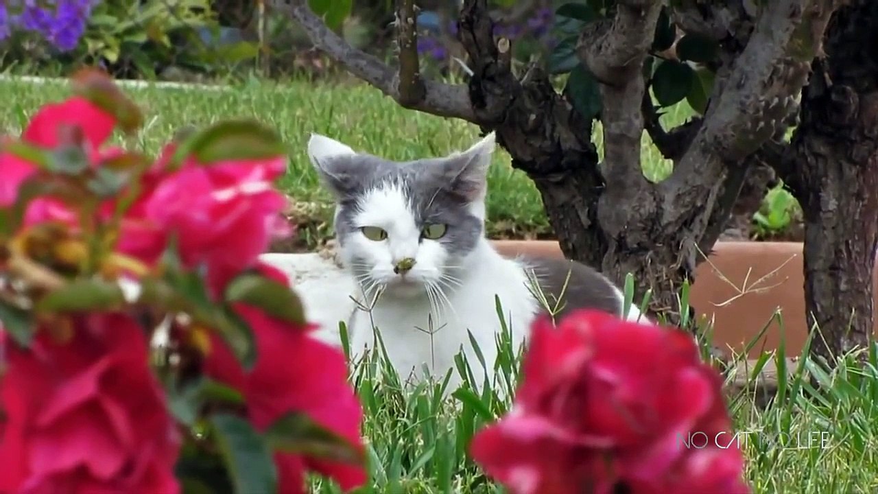 Funny Cats Compilation [Most See] Funny Cat Videos Ever Part 1