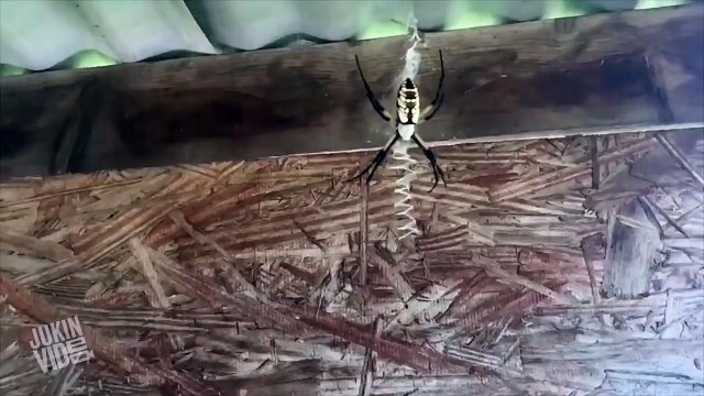 Spider Wraps Prey | Caught In A Web