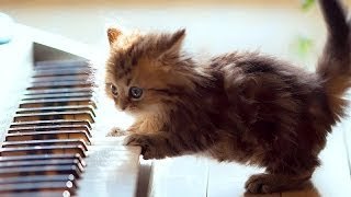 Funny animals playing instruments Cute and funny animal compilation