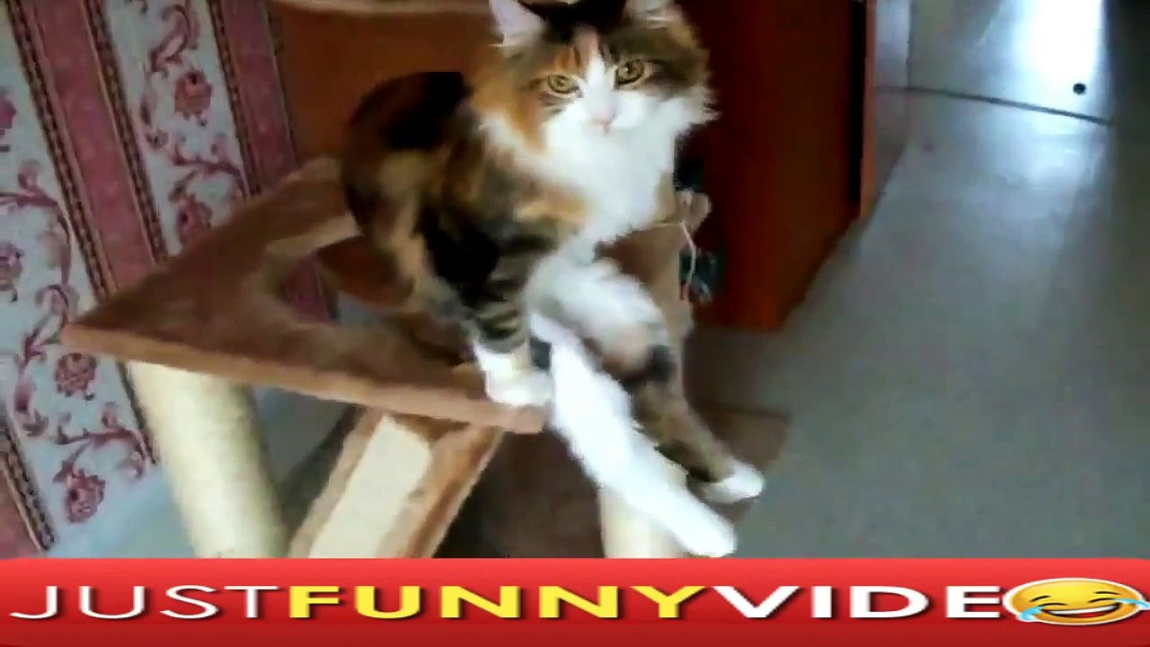 САМЫЕ УГАРНЫЕ ПРИКОЛЫ #137. FAIL COMPILATION 2015 FUNNY VIDEOS FUNNY FAILS