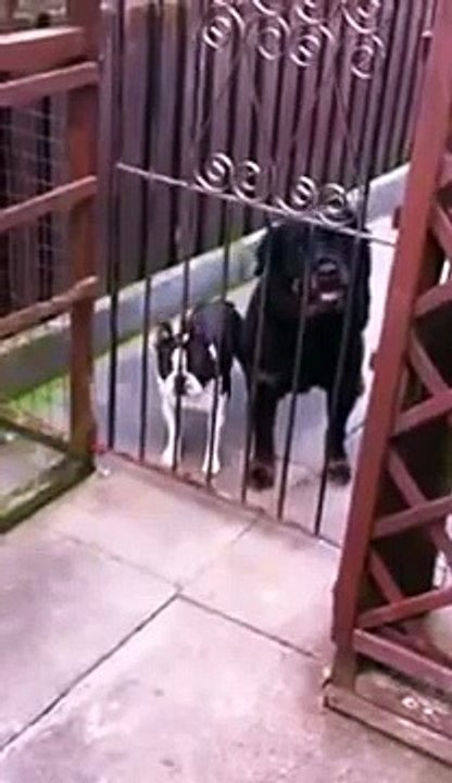 Un Chien rigolo dit 'Hello' à tous les Passants