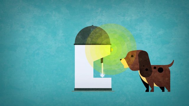 Pet Tap - the world's first automated water supplier for city dogs