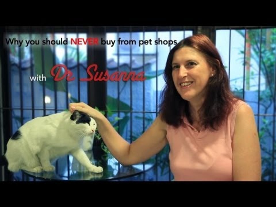 Why you should NEVER buy from pet shops