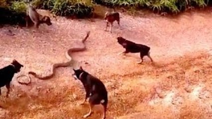 Dog vs Cobra Snake Fight , Dogs Attack King Cobra