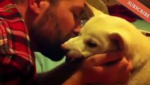 Lustige hunde videos zum totlachen. Süße hunde filme compilation #1