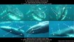 La ballena Omura, el cetáceo más desconocido del mundo