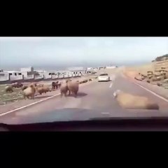 Thug Goat Hit The Car | Thuglife Vine #42