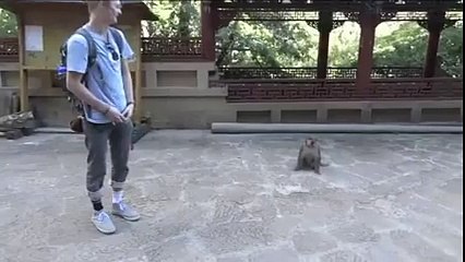 Thug Monkey | Thuglife Vine #44