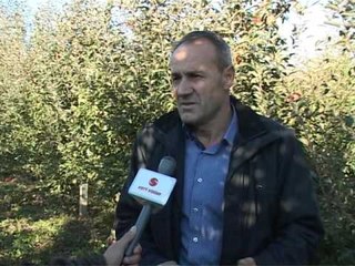 Lajme - Fidanet e mollës të Pjetër Frrokaj