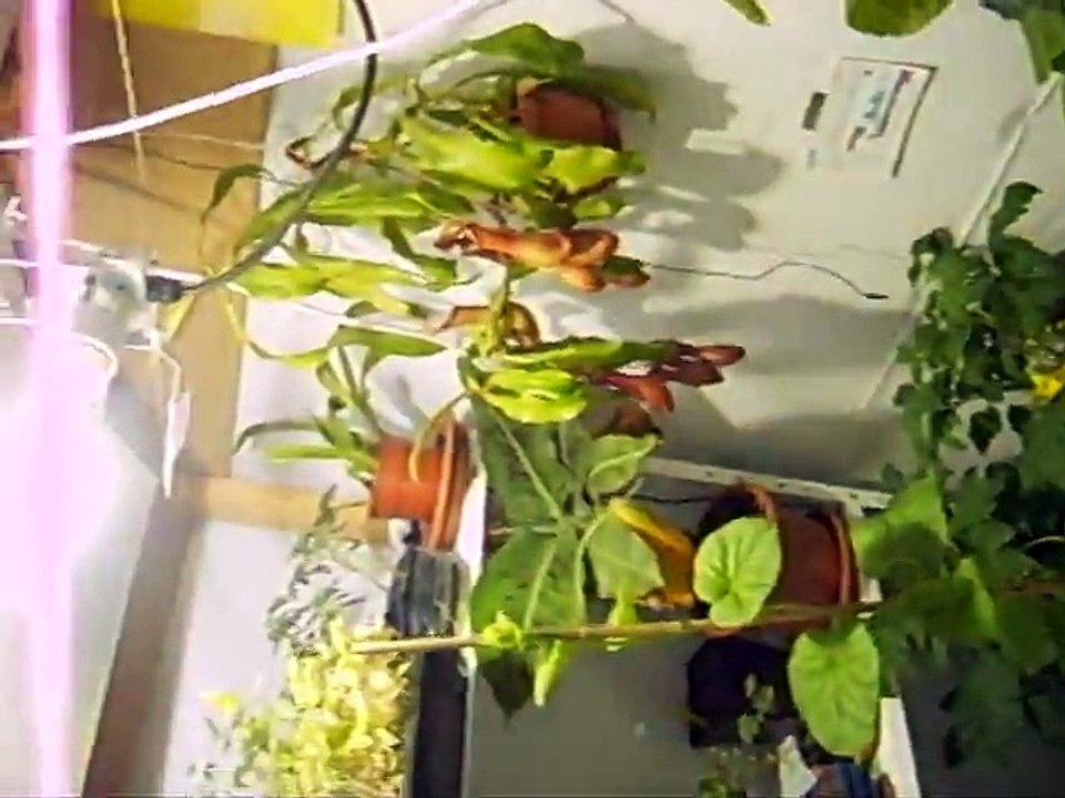 .:: Les fleurs du bien 4 ::.