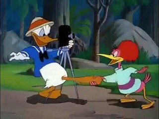Donald Duck Clown of the Jungle Episode