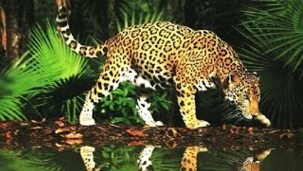 Brasil Selvagem - As Jóias da Selva