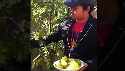 Quang Lê  Ăn Khế Trả Vàng