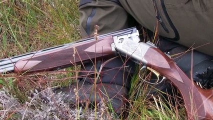 The Shooting Show – grouse over pointers special