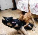 Funny Cat Try Not To Laugh Funny Dog FunnyTV Dog And Cat