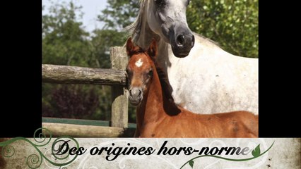 Destiny des Lys d'Or