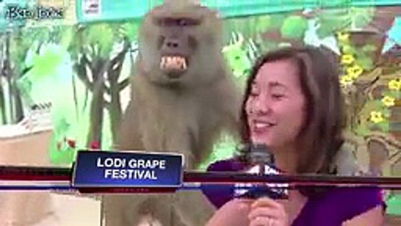 Funny videos Try Not to Laugh or Grin While Watching This - HARDEST VERSION (IMPOSSIBLE CHALLENGE )